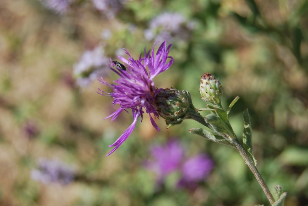 Id - Centaurea sp.